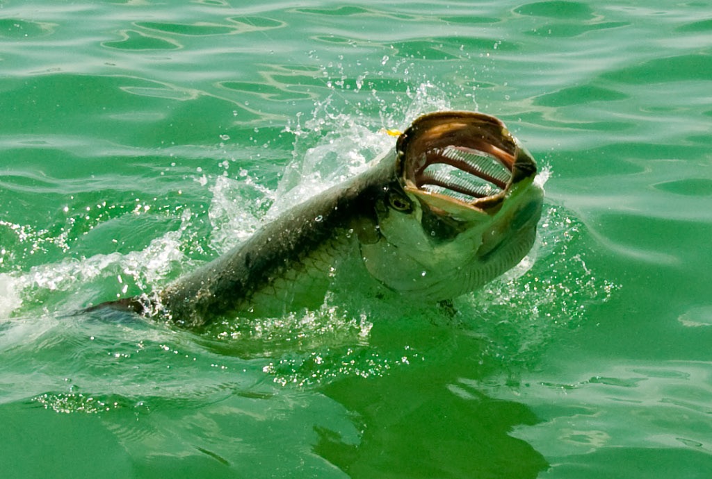 Fishing Epick Travel