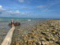 Bay Islands Fishing Honduras